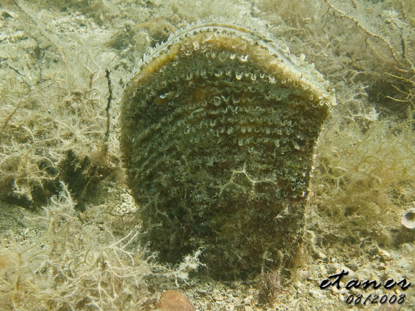 Hausbucht Scuba Valdaliso, Rovinj, Rovinj,Kroatien