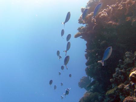 ABC Dream Divers Safaga/Egypt,Safaga,Ägypten