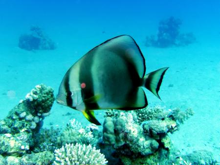 Beachsafari Diving Camp Marsa Alam,Marsa Alam und südlich,Ägypten