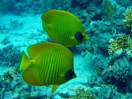 Tauchabenteuer (ex Dive-Callino),Hurghada,Ägypten