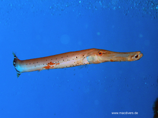 El Hierro, El Hierro,Spanien