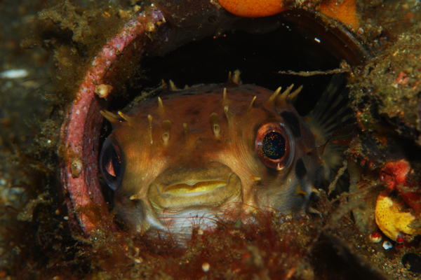 Lembeh strait, Lembeh Strait,Nord Sulawesi,Indonesien