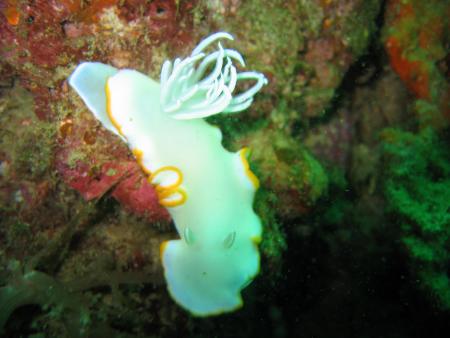 Calypso Diving,Boracay Island,Philippinen