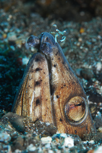 Lembeh strait, Lembeh Strait,Nord Sulawesi,Indonesien