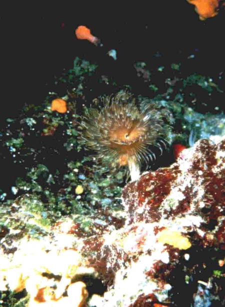 Panos Diving LEROS,Griechenland