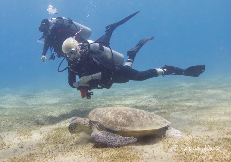 Abu Dabab, diving.DE Akassia, Ägypten, El Quseir bis Port Ghalib