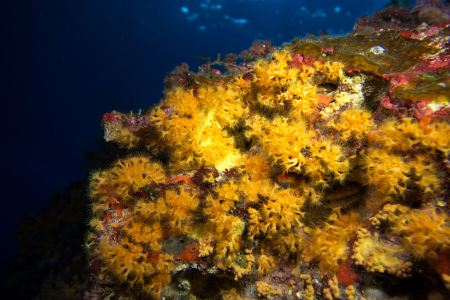 Mar Balear Dive Center,Mallorca,Balearen,Spanien