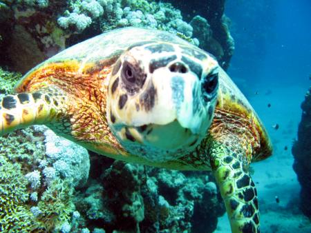 Beachsafari Diving Camp Marsa Alam,Marsa Alam und südlich,Ägypten