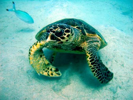 Beachsafari Diving Camp Marsa Alam,Marsa Alam und südlich,Ägypten