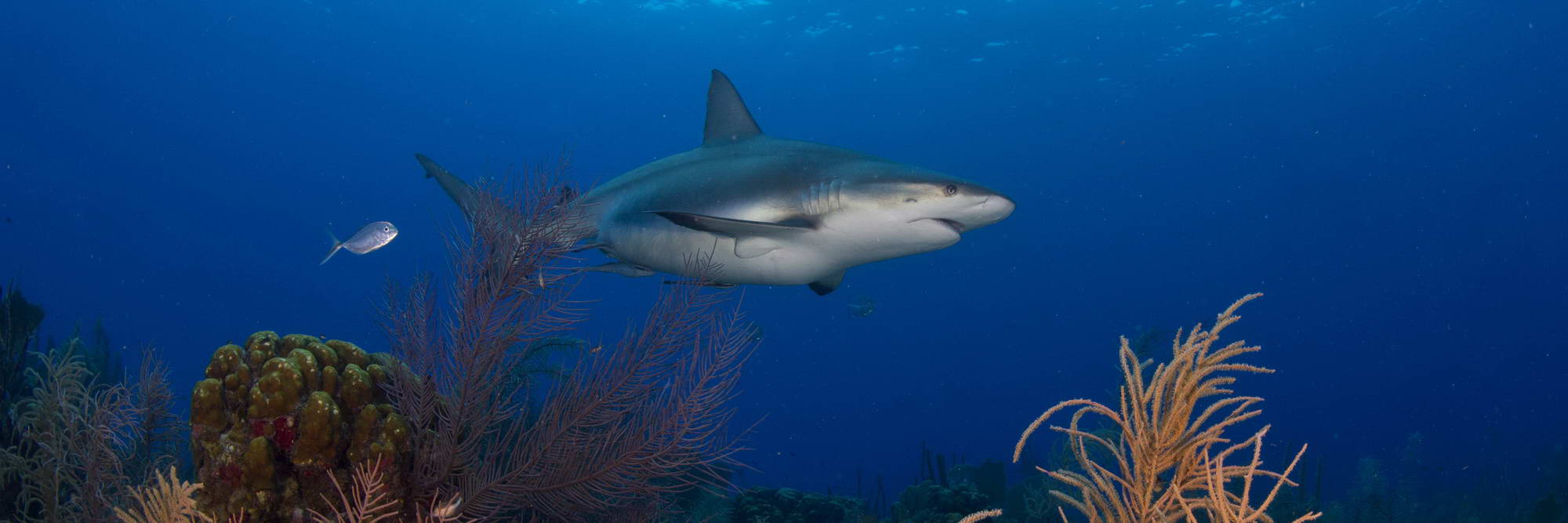 Hoffnung F r Das Zweitgr te Riff Der Erde Diveinside News
