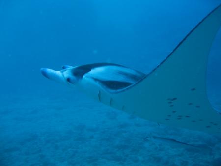 TOP-Dive Center Bora Bora,Französisch-Polynesien