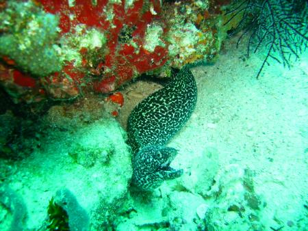 Scuba Pelicano,Isla Margarita,Juan Griego / Venezuela,Venezuela