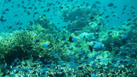 Bastianos Diving Resort Bunaken,Sulawesi,Indonesien