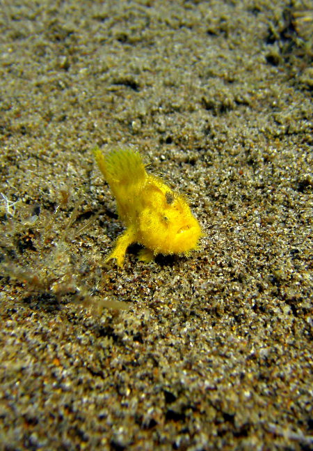 Dive Society El Doradoe Beach Resort Dumaguete,Philippinen