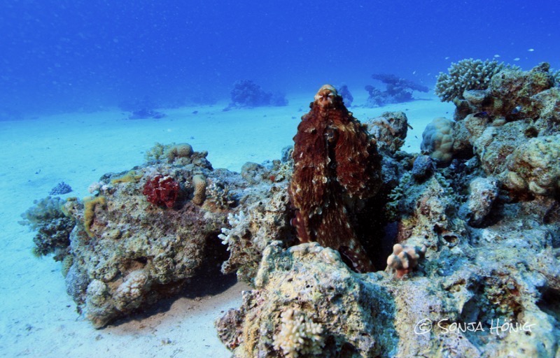 diving.DE Akassia, Ägypten, El Quseir bis Port Ghalib