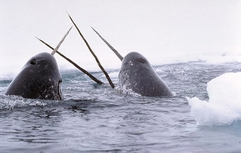 Narwhals - Glenn Williams - National Institute of Standards and Technology