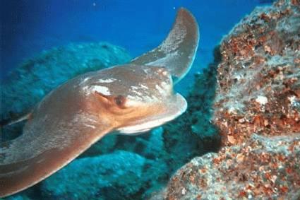 Nautic-Dive,Lanzarote,Kanarische Inseln,Spanien