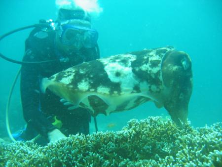 Nabucco Island,Indonesien