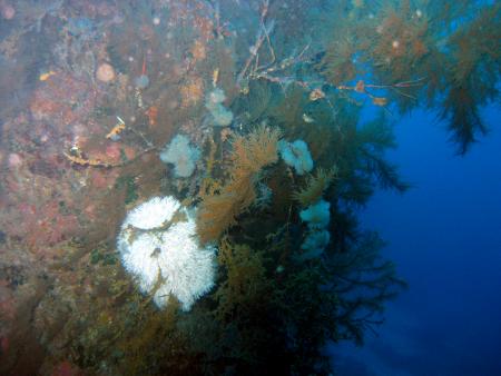 Buceo-Sub La Palma,Kanarische Inseln,Spanien