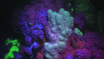 Korallenriff unter Fluoreszenz Beleuchtung