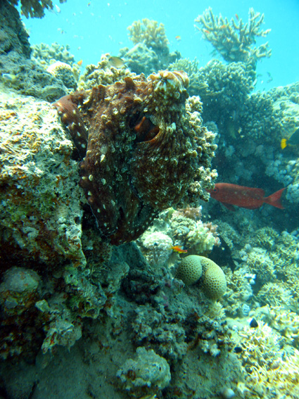 Brayka Bay House Reef, Brayka Bay,Ägypten