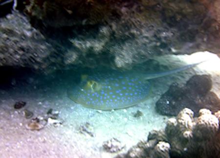 Calypso Diving,Koh Samui,Golf von Thailand,Thailand