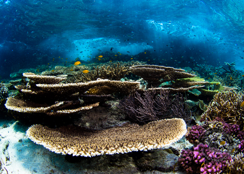 Pulau Pef, Raja Ampat, Pulau Pef,Raja Ampat,Indonesien