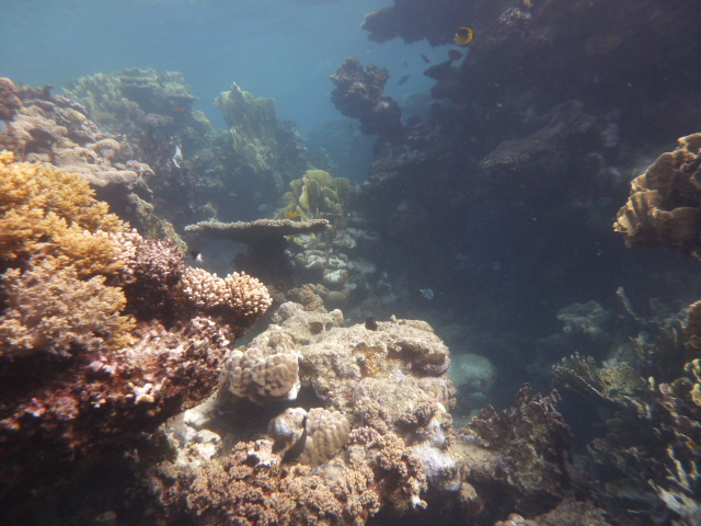 Korallen, diving.DE el Flamenco, Ägypten, El Quseir bis Port Ghalib