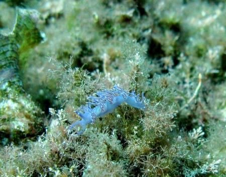 Dive & Fun,Cala D´Or,Mallorca,Balearen,Spanien