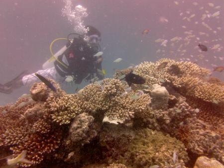 Aeolus Diving,Fihalhohi,Malediven