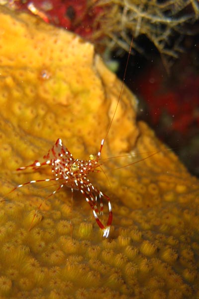 Thulagiri (Nord Male Atoll), Thulhagiri,Malediven