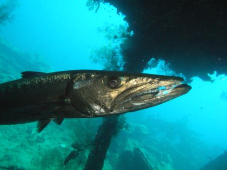 Scuba Native Tauchreisen,Deutschland