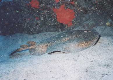 La Palma - Diving Center, La Palma,Spanien