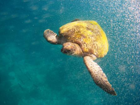 Sub Aqua Dive Center,Khao Lak,Andamanensee,Thailand