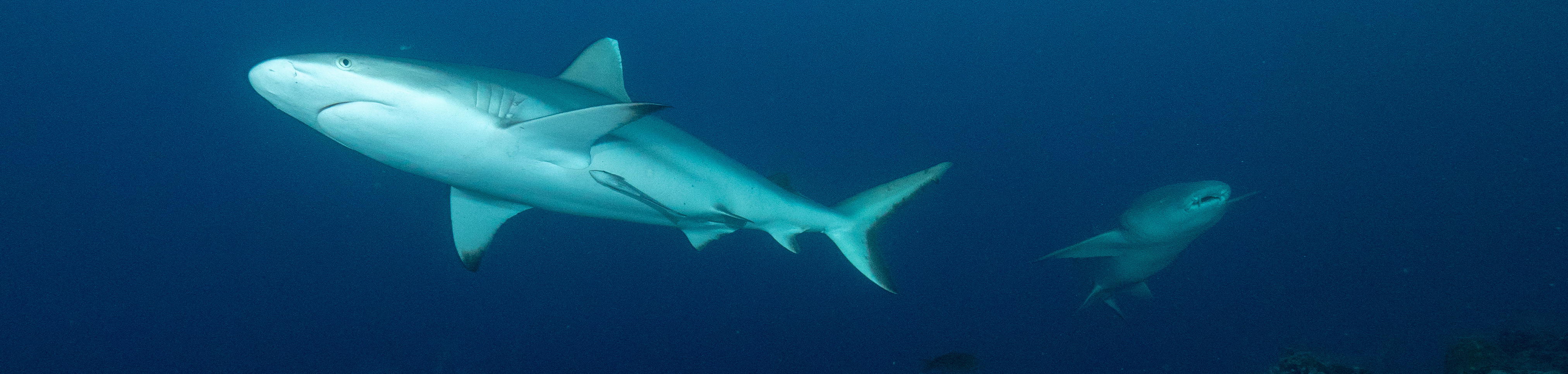 Petition Against Shark Fishing In The Maldives Diveinside News