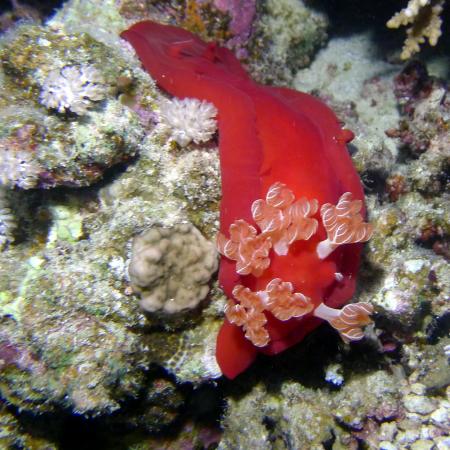 diving.DE el Flamenco,El Quseir bis Port Ghalib,Ägypten