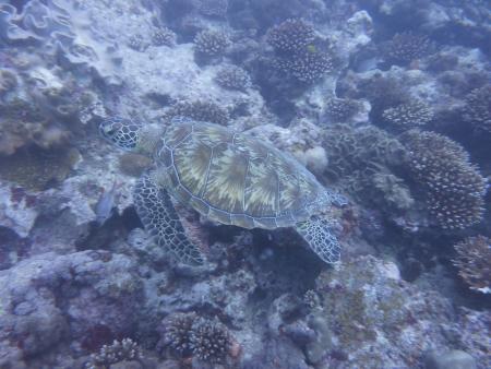 Octopus Diving,Praslin,Seychellen