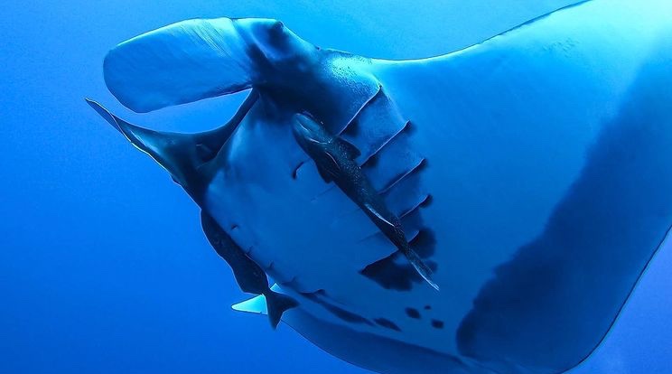 Oceanic manta , DivePoint Fuvahmulah, Malediven