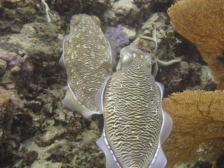 Dream Team Divers,Ya Nui,Phuket,Andamanensee,Thailand