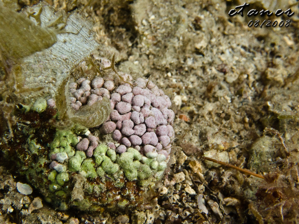 Hausbucht Scuba Valdaliso, Rovinj, Rovinj,Kroatien