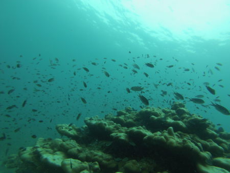 East Marine Diving,Pulau Payar,Pulau Langkawi,Malaysia