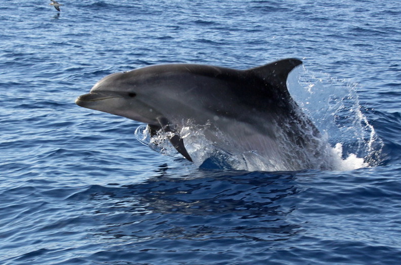 Bottlenose dolphin, Bottlenose dolphin, Dive Azores, Horta, Faial, Azoren, Portugal, Azoren