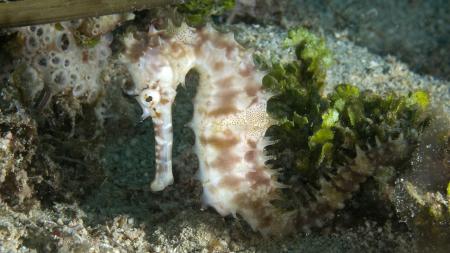 Tina`s Reef Divers Sabang Beach,Philippinen