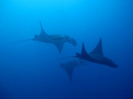 Orca Dive Club Labuan Bajo Flores,Allgemein,Indonesien
