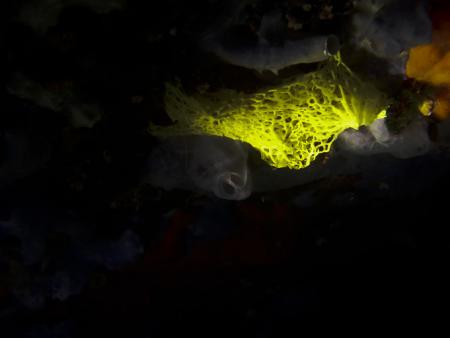 Enfola Diving (Elba),Italien