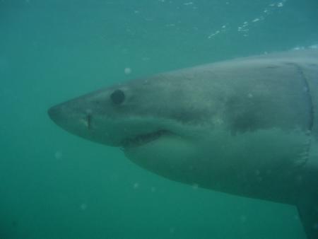 Brian McFarlanes Great White Shark Cage Diving,Gansbaai,Südafrika