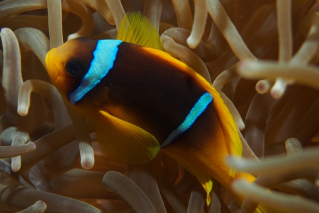 Paradise Divers,Sol y Mar Hotel,Safaga,Ägypten