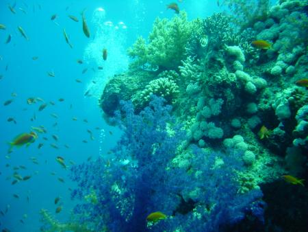 Aquarius Diving Club,Sharm el Sheikh,Sinai-Süd bis Nabq,Ägypten