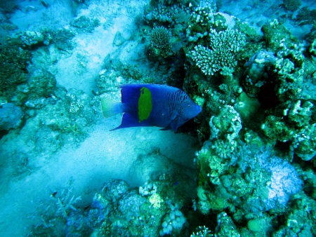 diving.DE el Flamenco,El Quseir bis Port Ghalib,Ägypten