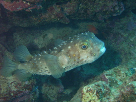 Orca Dive Club,Coral Garden,Safaga,Ägypten